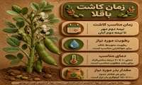 زمان کاشت یونجه باقلا شوید تربچه