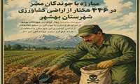 مبارزه با جوندگان مضر در ۴۴۶ هکتار از اراضی کشاورزی شهرستان بهشهر