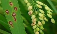 مبارزه با بیماری بلاست برنج ؛سمپاشی در بیش از پنج هزار هکتار از اراضی شالیزاری شهرستان نکا