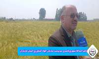 اسداله تیموری‌یانسری سرپرست سازمان جهاد کشاورزی استان مازندران در آئین برداشت مکانیزه برنج مازندران