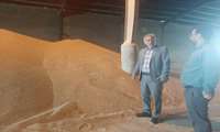 نظارت میدانی جهاد کشاورزی قائم‌شهر بر روند خرید تضمینی گندم در کارخانه آرد دستاس