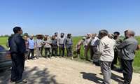 آموزش مدیریت بیماری‌های برنج در مزارع روستای دوک قائم‌شهر
