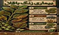  بیماری زنگ باقلا