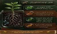  ریشه گیاهان