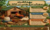 بهداشت پرورش مرغ بومی در خانه