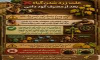  علت زرد شدن گیاه پس از مصرف کود دامی 