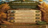  زمان برداشت گندم