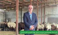  اسداله تیموری‌یانسری سرپرست سازمان جهاد کشاورزی استان به مناسبت هفته جهادکشاورزی-تولیدات دامی