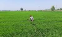 آغاز رهاسازی زنبور تریکوگراما در ۹۰۰ هکتار از شالیزارهای بهشهر