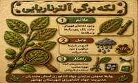  بیماری لکه برگی آلترناریایی