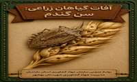  سن گندم