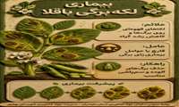 بیماری لکه برگی باقلا 