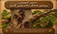  بیماری شانکر باکتریایی گردو 