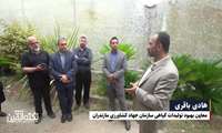 عشق به کار؛ راز ماندگاری یک تولیدکننده گل و گیاه در آمل