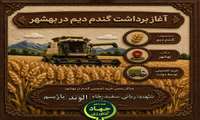 آغاز برداشت گندم دیم در مزارع بهشهر و تحویل محصول به مراکز رسمی خرید تضمینی