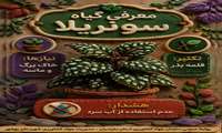 گیاه سونریلا