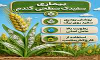  سفیدک سطحی گندم