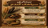  سیاهک گندم