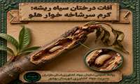  کرم سرشاخه خوار هلو