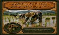 پیشرفت ۱۲ هزار هکتاری نشاکاری برنج در شهرستان بهشهر