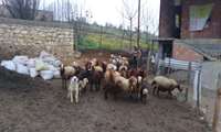 جهادی سنگر خالی نمی کند/ توزیع ۳ هزار و ۵۰۰ تنی سبوس یارانه ای در نور 