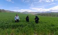 نظارت بر اجرای طرح PVS نخود و عدس و مزارع گندم و جو در سوادکوه