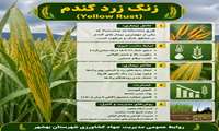    بیماری زنگ زرد گندم در مازندران 