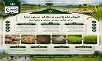   اصول بذرپاشی برنج در سینی نشا  برای تولید نشای سالم و یکنواخت در مازندران 