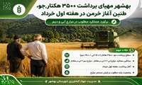 بهشهر مهیای برداشت ۳۵۰۰ هکتار جو/ طنین اغاز خرمن در هفته اول خرداد 