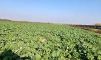 طلوع دانش در مزارع بهشهر؛  مهار گل جالیز در ۵۰ هکتارزراعت کلزا در روستای امامده