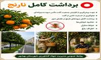 برداشت کامل نارنج