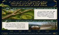 بیماری آنتراکنوز درخت گردو 