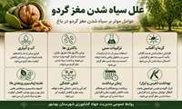 علل سیاه شدن مغز گردو  در باغات 