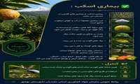 بیماری اسکب مرکبات