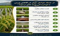 عوامل موثر در کاهش ورس برنج