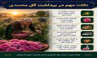 آغاز گلاب‌گیری در آستانه روز گل محمدی و گلاب در جیربند بهشهر