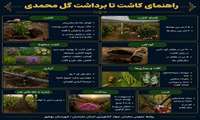 نکات مهم در کاشت تا برداشت گل محمدی