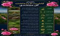 راهنمای کاشت تا برداشت گل محمدی