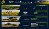 نکات مهم در برداشت کلزا