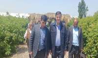 تولید سالانه ۲۰ تن گلاب از مزرعه دو هکتاری گل محمدی در بابل