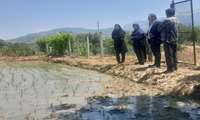 شتاب‌گیری نشاکاری در بیش از ۲ هزار هکتار شالیزار دهستان پنجهزاره بهشهر 