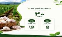 کشت ۲۰هکتار سیر در بهشهر