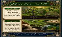 علائم کمبود فسفر 