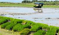 در مسیر خودکفایی ، ۹۰ درصد از شالیزارهای جویبار زیر کشت رفت 