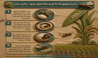 کنترل بیولوژیک کرم ساقه‌خوار برنج  قسمت دوم