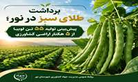 پیش‌بینی تولید ۵۵ تن لوبیا از پنج هکتار اراضی کشاورزی نور