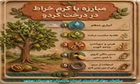 کرم خراط درخت گردو