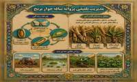 مدیریت تلفیقی پروانه  کرم ساقه‌خوار برنج 