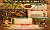آفت نماتد سیب زمینی 