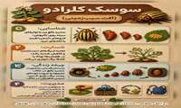 سوسک کلرادو آفت  سیب زمینی 